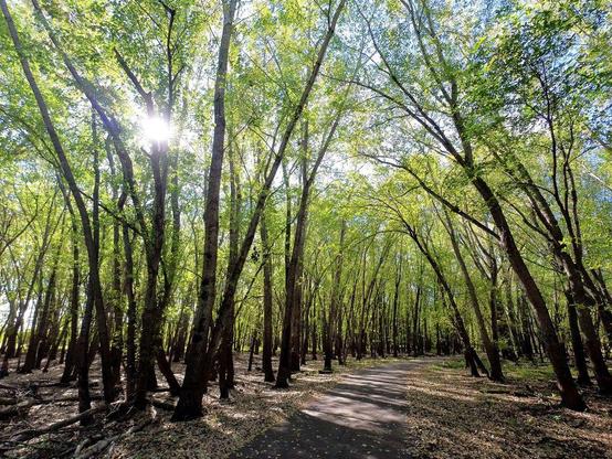 Photo of a forest in early autumn, with a bike trail meandering through the green-leafed trees.