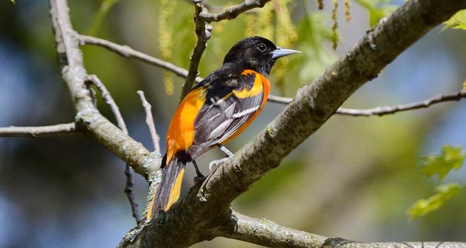 Baltimore Oriole