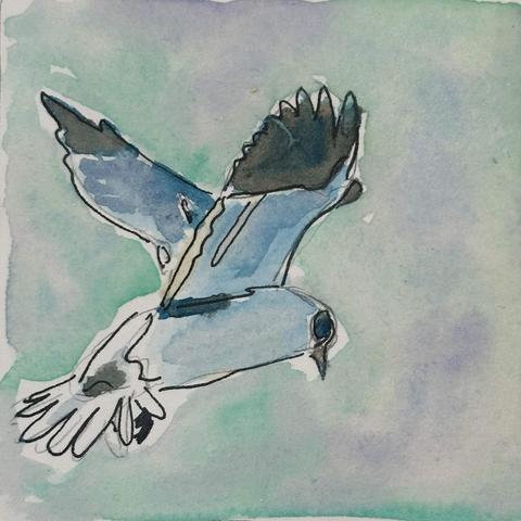 A white bird with black tipped wings and eye spot hovers, wings in a V formation.