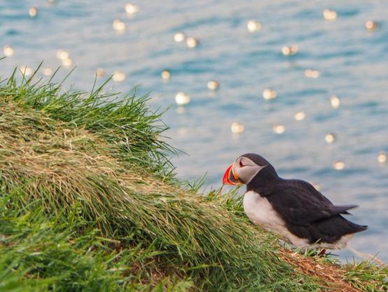 A puffin standing on a grassy patch over a sea cliff with more, blurred puffins floating in the water in the background.