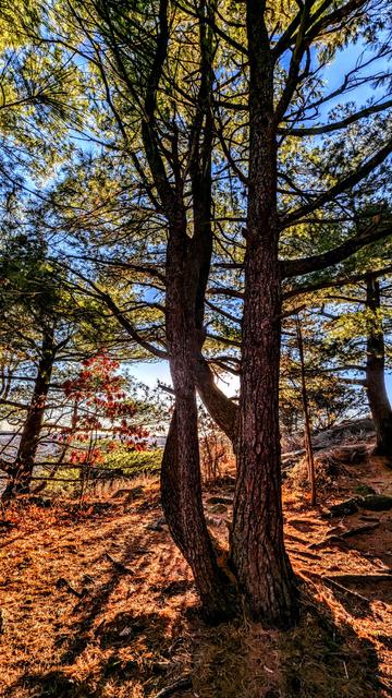We are coming to the edge of a forest of pines and hardwoods and about to emerge onto sun-drenched rock cliffs. Through the trees we can see a deep blue sky with a few wisps of diaphanous haze. Straight ahead, the trunks of four pines have grown together as a single tree. Hidden behind these trunks, the afternoon sun is shining down on us, silhouetting the trees trunks and limbs while backlighting the hardwoods' bright gold and yellow autumn foliage and the deep green pine needles. The rocky ground beneath our feet is softened by a reddish-tinged golden brown carpet of fallen pine needles.
