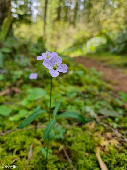 Purple wildflower with four petals on a thin green stem, surrounded by lush green leaves and moss-covered ground. The background features a blurred forest with tall trees and a pathway, suggesting a natural woodland setting.
