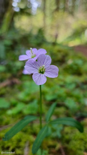 Purple wildflower with four petals and prominent green stamens, surrounded by green leaves. Soft-focus background of lush greenery in a forest setting.