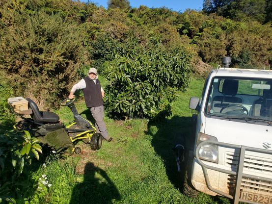 Grassy scene with small avocado trees. To the left a man leans against an electric mower and there's a teeny 4x4 ute to the right.