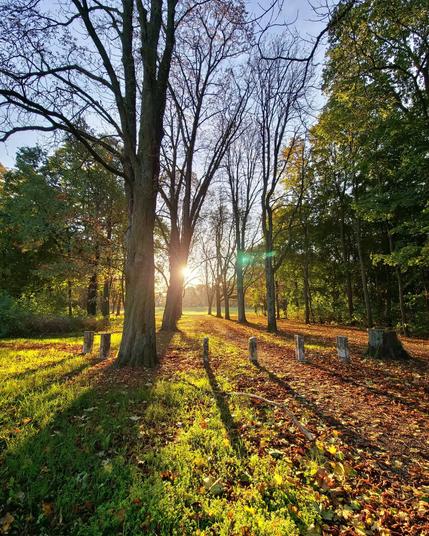 Beautiful #autumn day last year at #Triftpark

#nature #park #naturephotography #forest #Berlin #sunrays