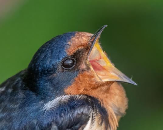A close-up photograph of a barn swallow, beak wide open. The photographer is visible, reflected in the bird's eye.