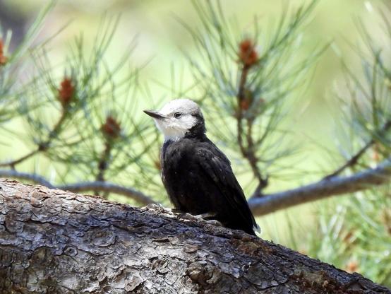 A woodpecker clinging to a tree trunk, highlighting its distinctive markings and the texture of the bark.
