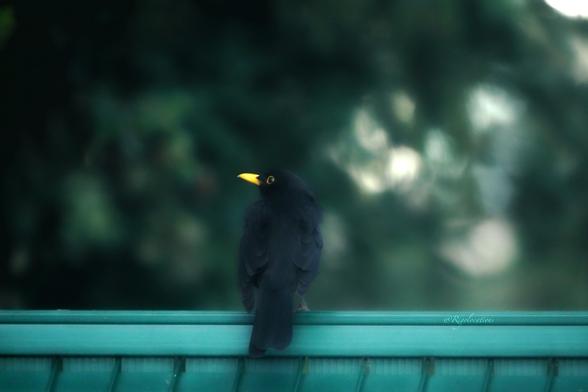 Un merle mâle dos à l’objectif et la tête tournée vers la gauche, on voit bien le cercle jaune autour de son oeil. Il est posé sur une barrière verte sur un fond flou de végétation vert foncé. 
La photo a un effet flou légèrement diffus qui donne une impression de douceur à l’ensemble.