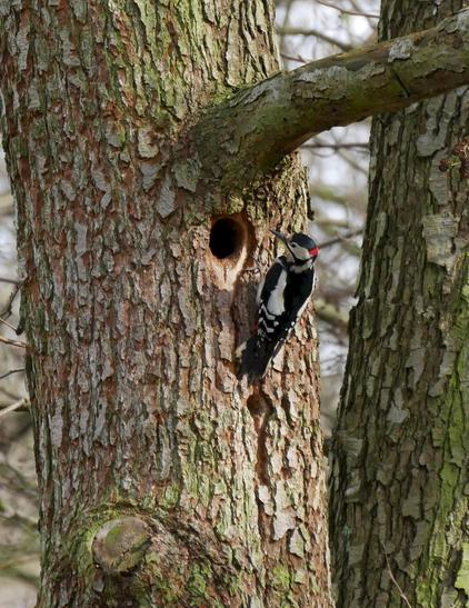 Buntspecht an einem Baumstamm im Wald der Boberger Dünen im Osten Hamburgs