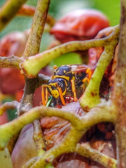 Nahaufnahme einer Wespe, die von vorne auf einer Weintraube sitzt. Um sie herum sind weitere Beeren und die feinen Stängel, an denen die Beeren hängen, zu sehen.