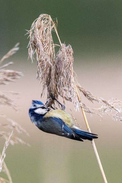 A blue tit clings upside down to the seedhead of a reed grass, on which it is feeding. It has a white face, blue head and back and a yellow belly. The soft background consists of gentle shades of beige and green.