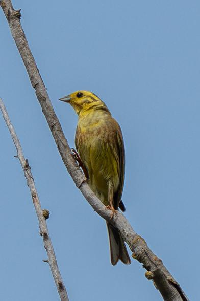 A male yellowhammer can be seen perched on a steeply inclined dead branch in the picture, with another branch next to it that is thinner. The bird turns its head and stretches it out. The background is a blue sky.