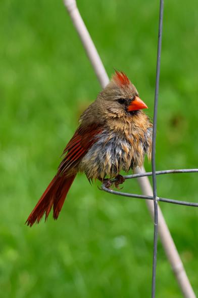 Very wet female cardinal, sitting on a tomato cage, green grass in the background.