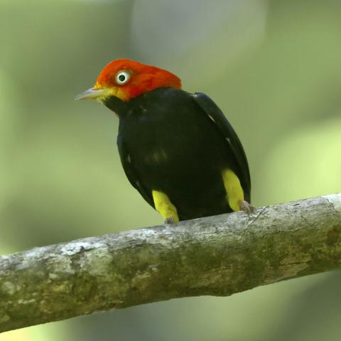 A tiny black bird with a bright eye in a deep orange-red face and bright yellow trousers has his head turned to look intently at the viewer. He is positioned on a sturdy branch with the blur of green forest behind him. This bird, locally called out as "the Michael Jackson bird" by everyone who looked at my image, is the male Red-capped Manakin, famous for taking the stage on well-placed branches like this one to do the "moon walk" to attract females. This branch is evidently a favorite, since the trail leading to it is called... tah dah... the Red-capped Manakin Trail. Osa Peninsula, Costa Rica. Photo by Peachfront.