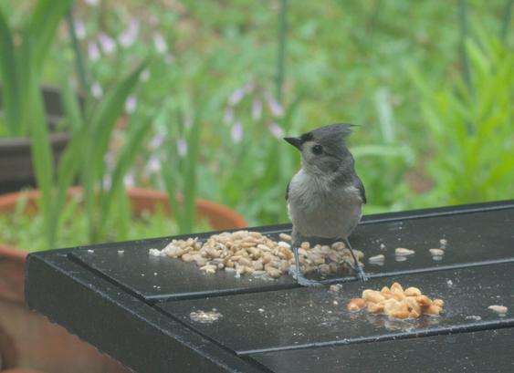 A tufted titmouse considers the choice of sunflower seeds or peanuts at the seed pile on the table on my deck.