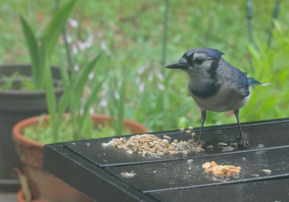 A blue jay considers the choice of sunflower seeds or peanuts at the seed pile on the table on my deck.