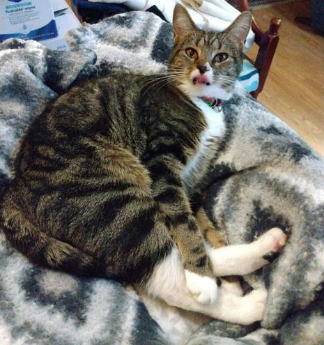 Pax, our tabby cat with white markings, is lying on her side on her grey and white blankets on top of a cat tower by a stairway.  Her body is curved into a "C" while her forelegs are entwined with her hind legs.  Her mouth is slightly open and her tongue is sticking out.