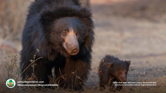 Sloth #bears 🐻 are nurturing parents 💗😘. Living throughout #India they’re now #vulnerable from #poaching and #palmoil #deforestation 🌴⛔🙈 Help them survive each time you shop #Boycottpalmoil #Boycott4Wildlife @palmoildetect.bsky.social https://wp.me/pcFhgU-7PU?utm_source=mastodon&utm_medium=Palm+Oil+Detectives&utm_campaign=publer