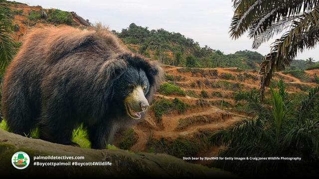 Sloth #bears 🐻 are nurturing parents 💗😘. Living throughout #India they’re now #vulnerable from #poaching and #palmoil #deforestation 🌴⛔🙈 Help them survive each time you shop #Boycottpalmoil #Boycott4Wildlife @palmoildetect.bsky.social https://wp.me/pcFhgU-7PU?utm_source=mastodon&utm_medium=Palm+Oil+Detectives&utm_campaign=publer