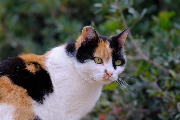 Photo of a calico (tri-colour) cat.