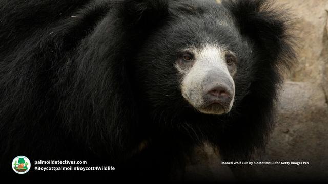Sloth #bears 🐻 are nurturing parents 💗😘. Living throughout #India they’re now #vulnerable from #poaching and #palmoil #deforestation 🌴⛔🙈 Help them survive each time you shop #Boycottpalmoil #Boycott4Wildlife @palmoildetect.bsky.social https://wp.me/pcFhgU-7PU?utm_source=mastodon&utm_medium=Palm+Oil+Detectives&utm_campaign=publer
