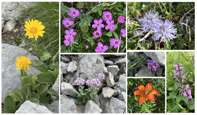 Collage of alpine wildflowers including yellow arnica, pink alpine flowers, purple globe flowers, red-orange lily, and others growing among rocks and grass.