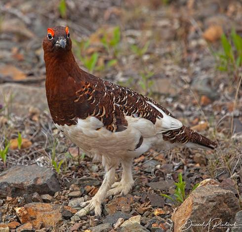 Stocky bird with white-feathered legs and toes, white belly, rusty upperside, and prominent red "eyebrows:, standing in a rocky open area