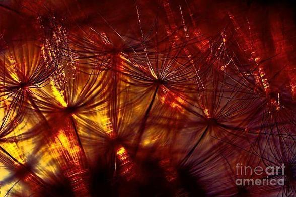 Macro photography of a dandelion with red yellow autumn colors back-lit by the sunshine of an autumn sunset.

By Kaye Menner Photography
https://kaye-menner.pixels.com/featured/dandelion-autumn-glow-by-kaye-menner-kaye-menner.html

THE FINE ART AMERICA LOGO WILL NOT APPEAR ON PURCHASED PRINTS OR PRODUCTS.
