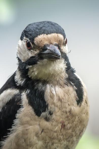 Buntspecht Portrait