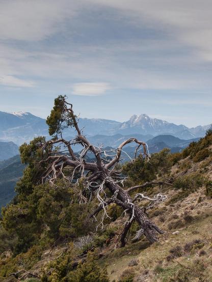 A weathered tree with gnarled and twisted branches, half of it appears to be dead with its bark stripped away, revealing smooth bleached wood underneath. The tree sits on a hillside slope covered with dry grass, small shrubs and scattered rocks. In the background, multiple layers of mountains recede into the distance among a hazy atmosphere, the furthest peaks still covered in snow.