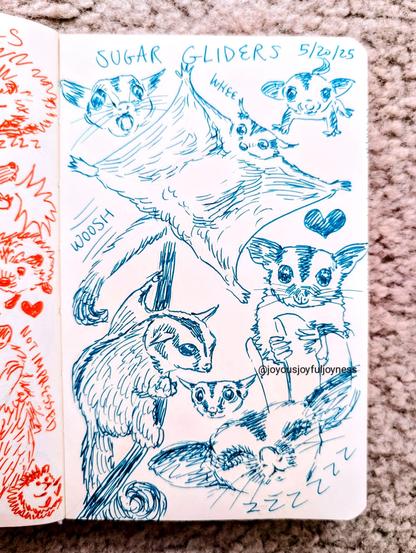 Sketchbook page of drawings of sugar gliders in teal ink. There are 7 drawings and the top of the page is labeled "Sugar Gliders" with the date 5/20/25. The top is one with its tongue sticking out, one gliding ("woosh" and "whee"), and a baby one. Below that is one on a branch, one holding some fingers, a small face, and a sleeping one.