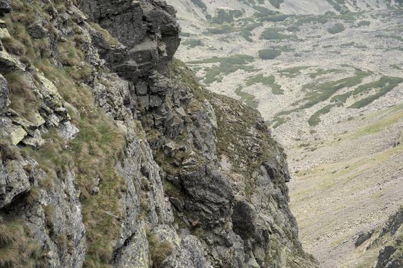 Eine fast senkrecht abfallende Bergwand mit einer Gams mitten drin.
