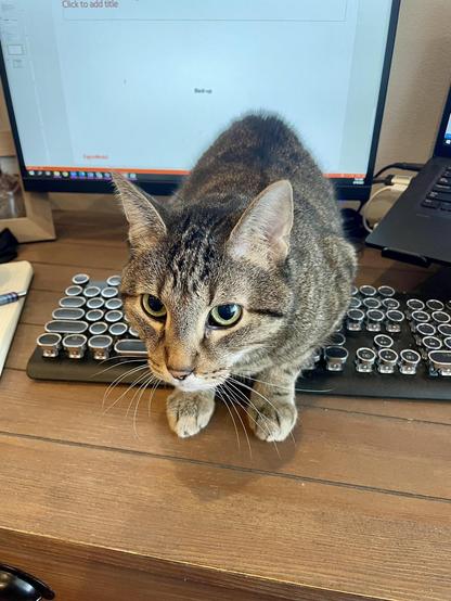 ALT

La imagen muestra un gato de pelaje gris y rayas negras sentado sobre un teclado de computadora. El gato tiene ojos verdes y una expresión atenta, mirando hacia la cámara. El teclado tiene teclas redondeadas y plateadas, y está ubicado sobre una mesa de madera. Detrás del gato, se puede ver una pantalla de computadora con un fondo blanco y el texto "Click to add title" en la parte superior. También se observa una parte de un portátil a la derecha de la imagen. La escena sugiere un entorno de trabajo doméstico, con el gato posiblemente buscando atención o simplemente disfrutando del calor de la computadora.