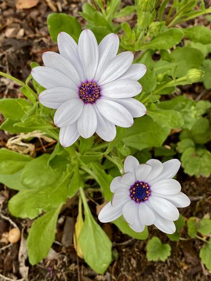 White flowers