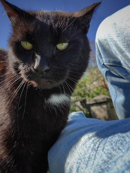 Black Cat in the sun