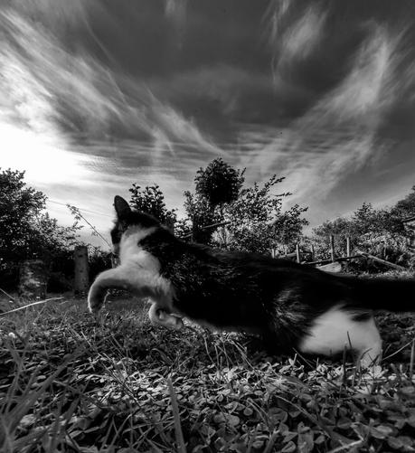 Black and white photo of a black and white cat jumping away from the camera