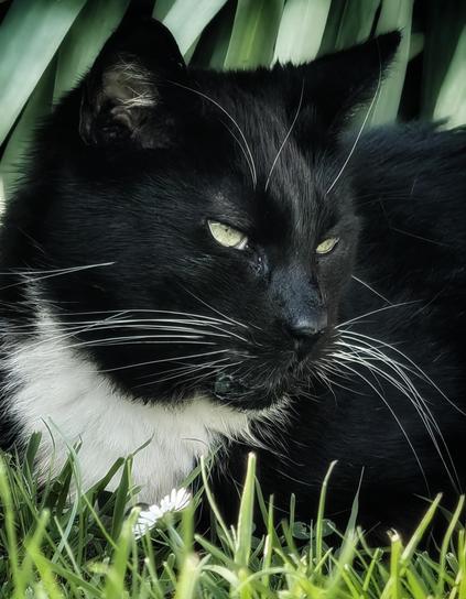 Close-up of a grumpy tuxedo cat