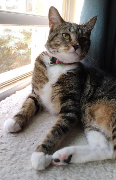 Our tabby cat, named Pax, with white markings on her face, neck, chest, hind legs and mittens, is lying on a soft, white window shelf.  One hind foot is upturned, revealing some pink toe beans and one black toe bean.  Her two striped forelegs with white mittens are stretched out straight and flat against the window shelf.  Her amber-colored eyes are looking upwards.