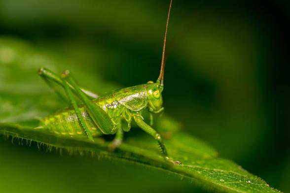 Close up shot of a juvenile green katydid on a green leaf.