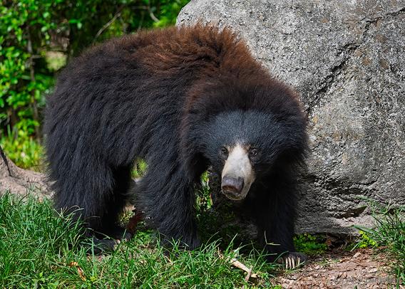 Sloth Bear at the zoo