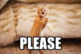 Ginger kitten on hind legs begging earnestly with front paws, pleading Please!