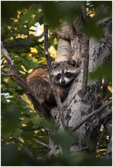 A digital photograph of a raccoon curled up at the base of a branch where it splits off from the trunk. The raccoon is faced towards the camera but appears to be gazing off slightly to the left. There are green leafs in the foreground and background which are out of focus and framing the raccoon.