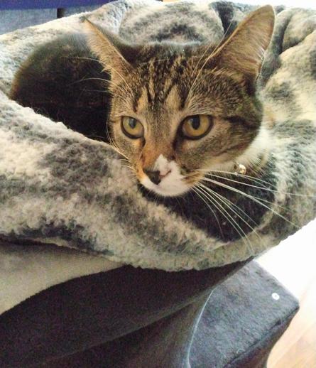 Pax, our tabby cat with white markings, is snuggling down into her nest of grey and white blankets on top of a cat tower by a stairway.  Her amber-colored eyes are looking back over her shoulder at something on the stairs to check to see if there's anyone around to bother her.  Once she knows there isn't, she'll be settling down to sleep.