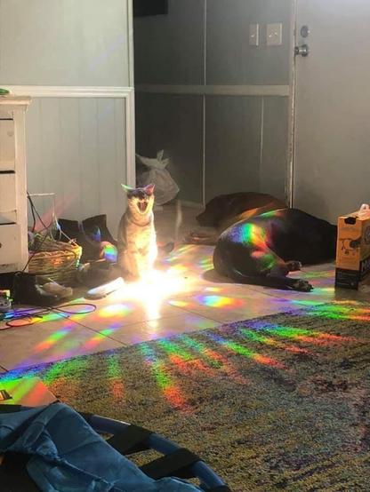Refraction of light causes rainbow glitters around a cat.