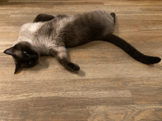 Siamese mixed cat feeling hot while laying on the floor