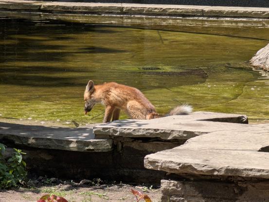 A red fox sitting by a pond, sticking out its tongue.
