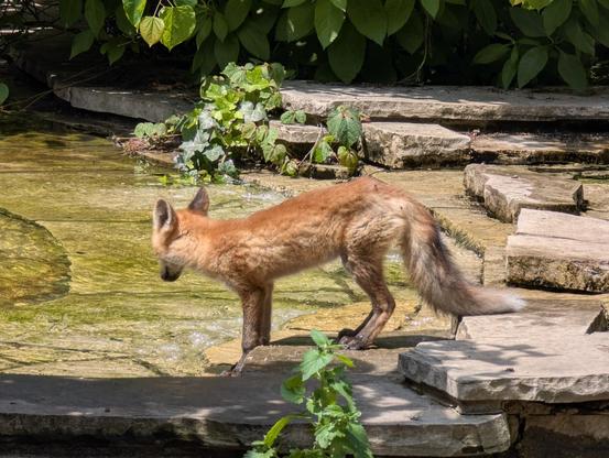 A red fox looking into a pond, getting ready for a drink