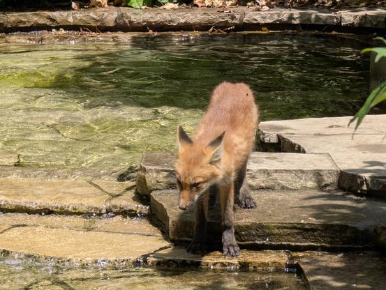 A red fox climbing down to a pond for a drink