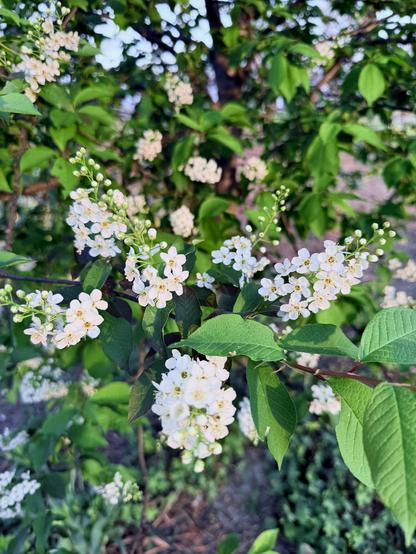 Tiny Flowers
