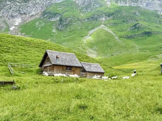 zwei alphäuser am fuss der felswand. davor weisse ziegen und der hirte